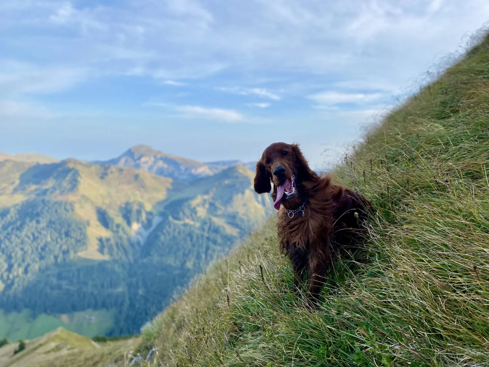 Tipps für Wanderungen mit Hund — Kleinwalsertal & Allgäu