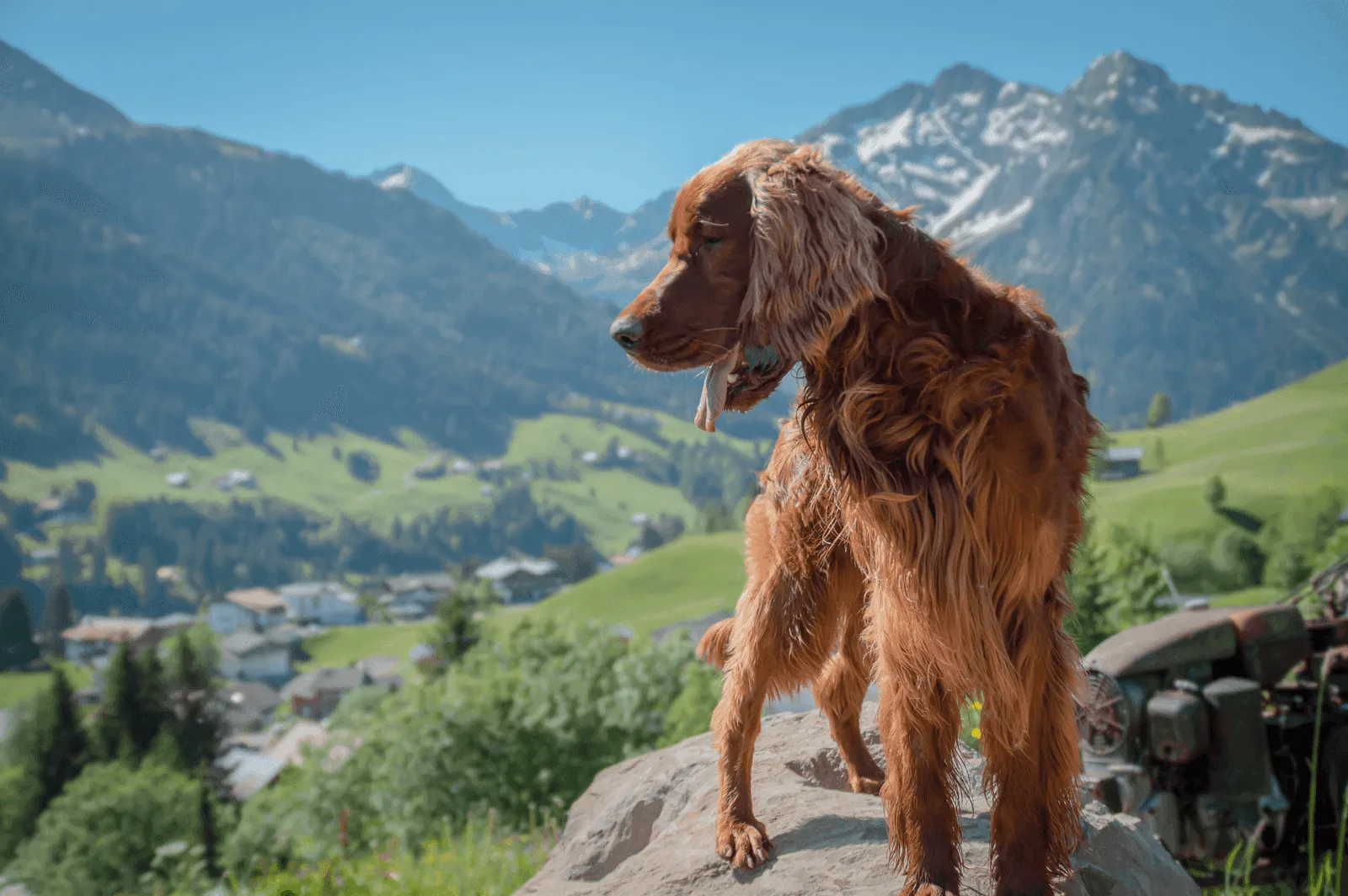Calvin — unser erster Irish Setter