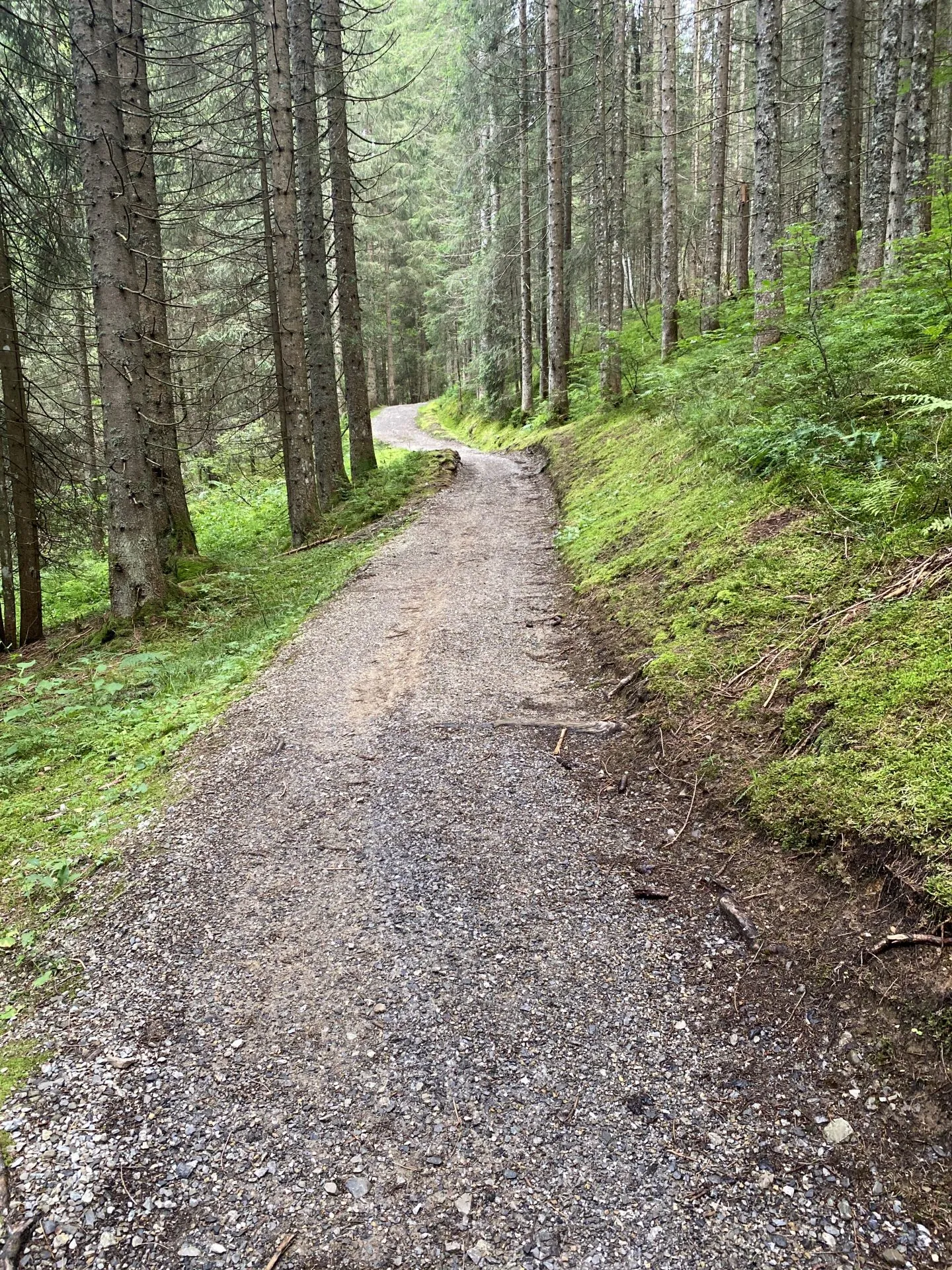 Rückweg durch den moosigen Wald