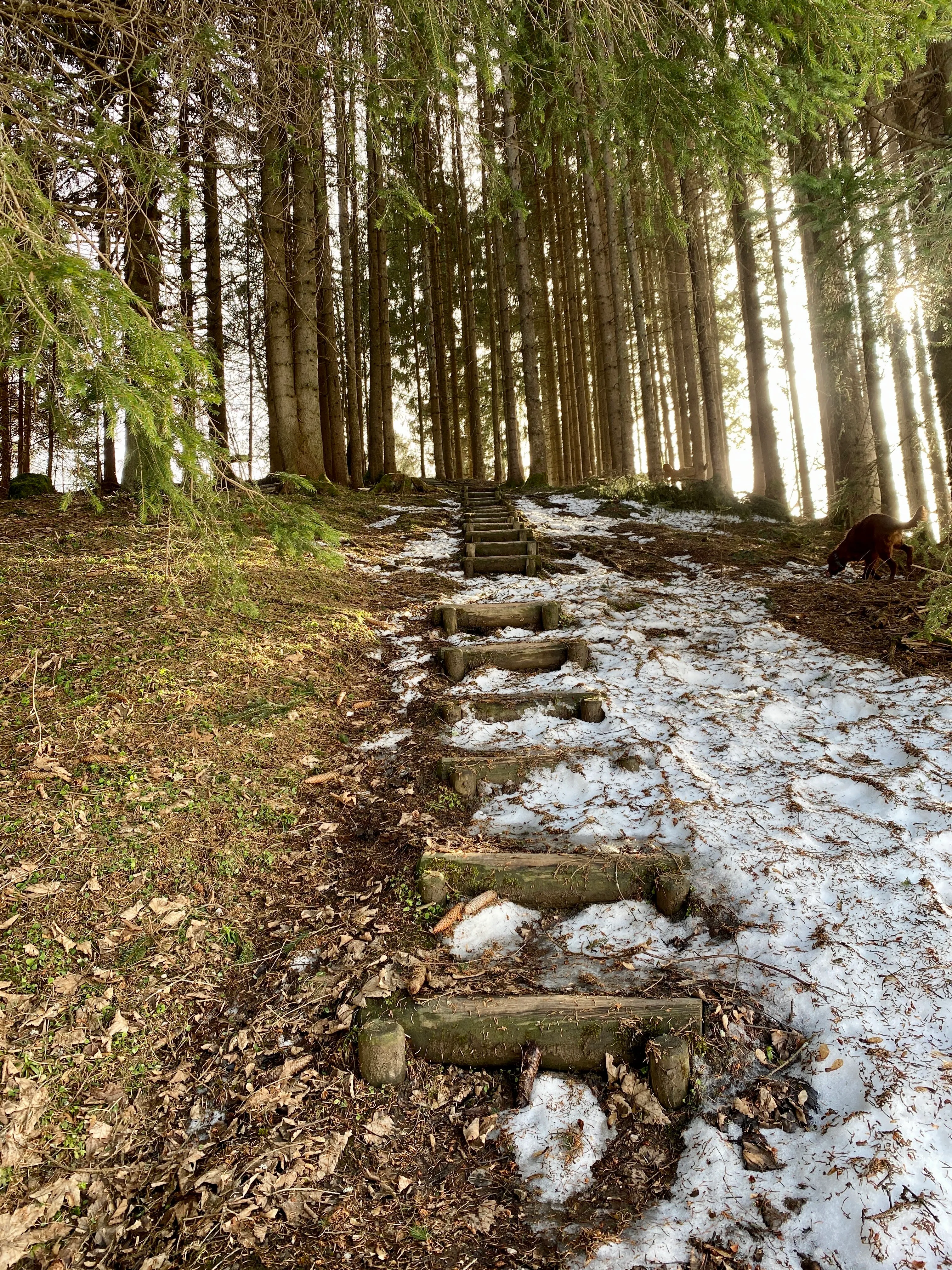Im Sommer durch den Wald