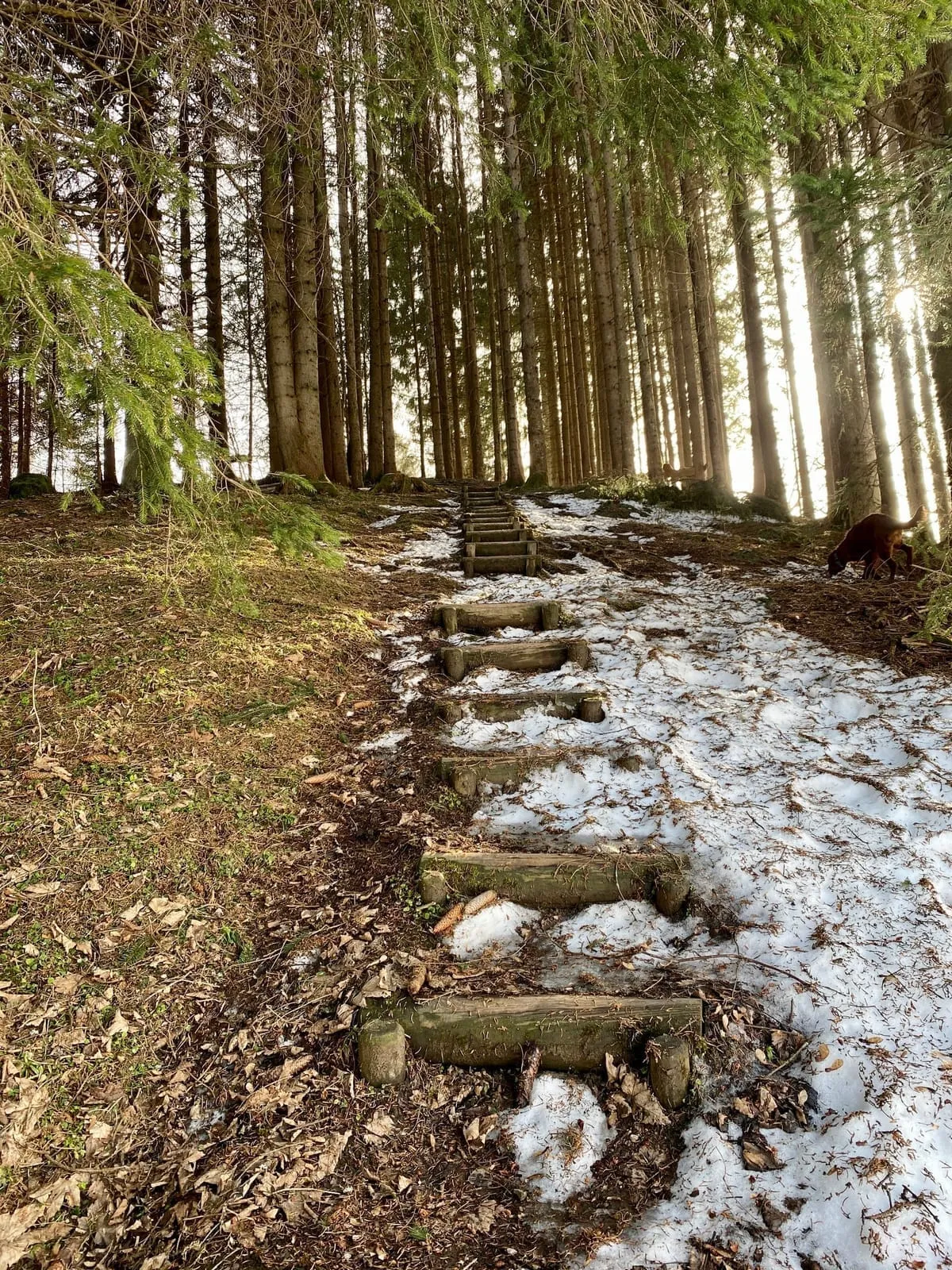 Im Sommer durch den Wald