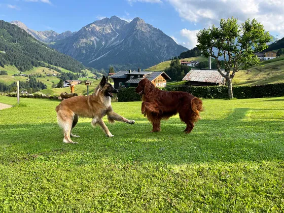 Dog on the terrace with a mountain panorama in the garden of Gondamaika, Kleinwalsertal