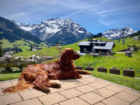 Two dogs on the lawn in the garden in front of the house in Hirschegg, Kleinwalsertal