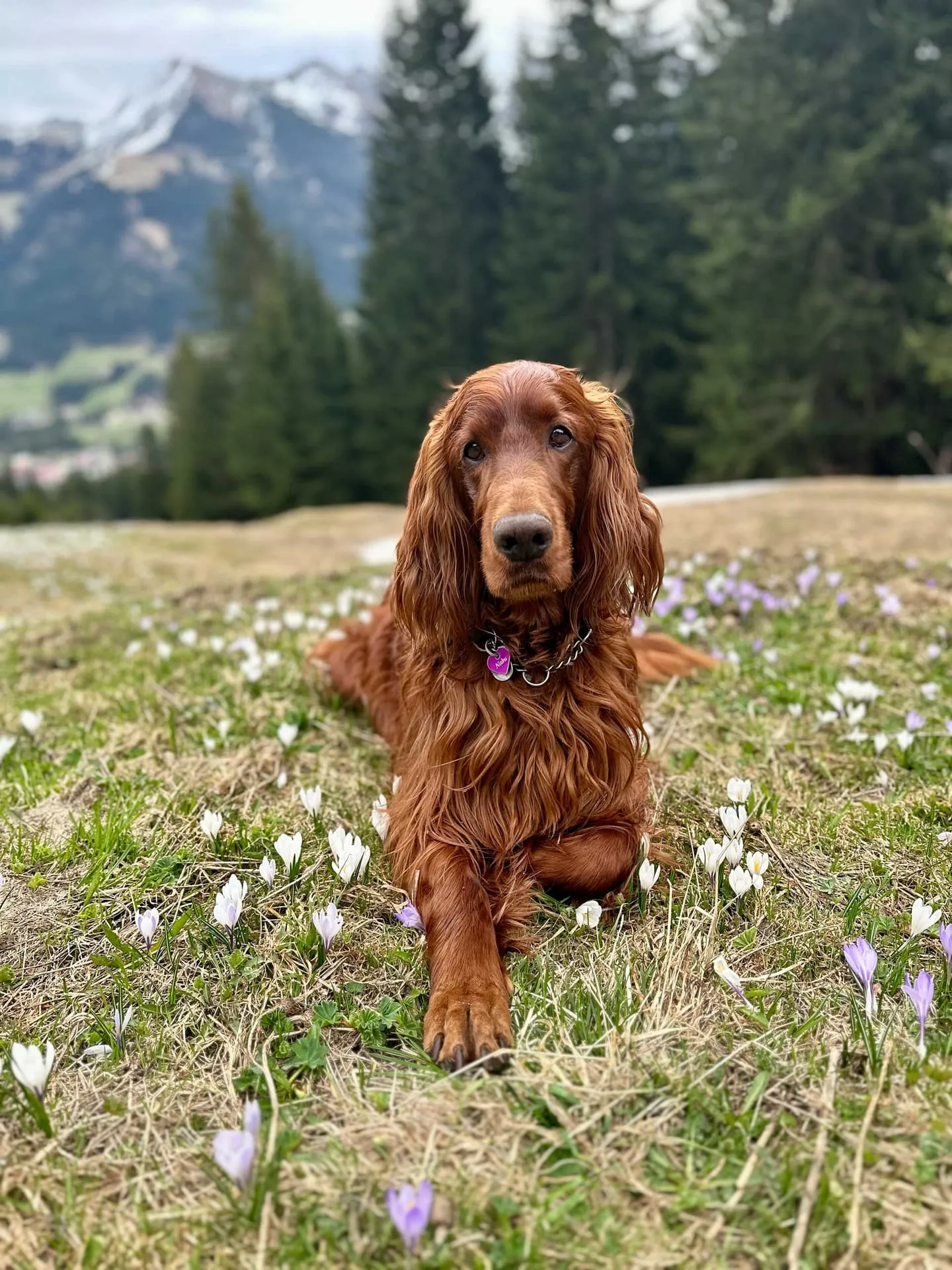 Nabu, de hond van de gastheer en gastvrouw, op een alpenweide in het Kleinwalsertal
